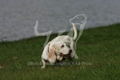 Basset Hound