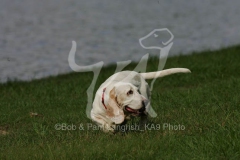 Basset Hound