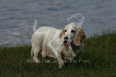 Basset Hound