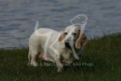 Basset Hound