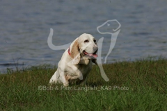 Basset Hound