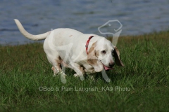 Basset Hound