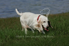 Basset Hound