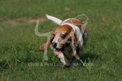 Basset Hound