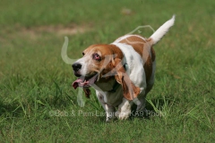 Basset Hound