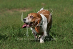 Basset Hound