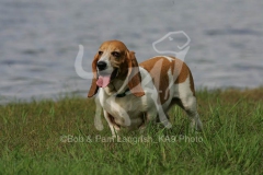 Basset Hound
