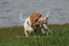 Basset Hound