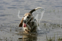 Basset Hound