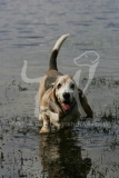 Basset Hound