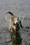 Basset Hound