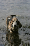 Basset