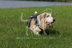 Basset Hound