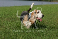Basset Hound
