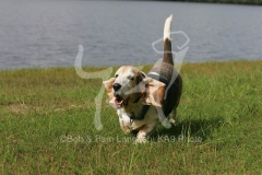 Basset Hound