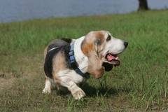 Basset