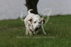 Basset Hound