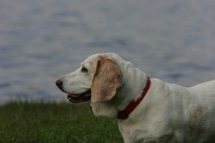 Basset