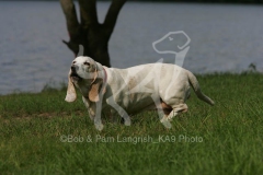 Basset Hound