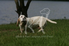 Basset Hound