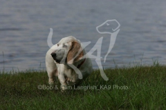 Basset Hound