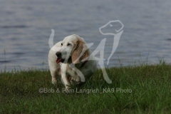 Basset Hound