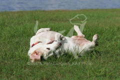 Basset Hound