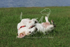 Basset Hound