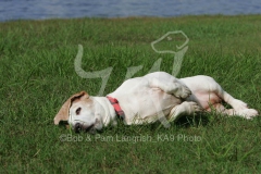 Basset Hound