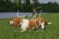 Basset Hound