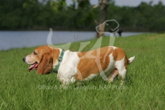 Basset Hound