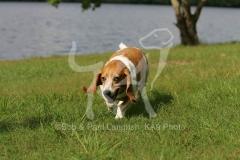 Basset Hound
