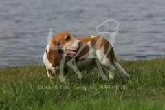 Basset Hound