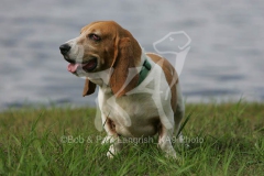Basset Hound