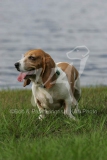 Basset Hound