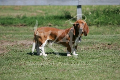 Basset Hound