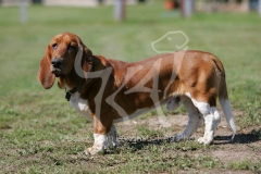 Basset Hound