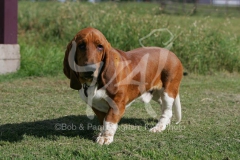 Basset