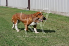Basset Hound