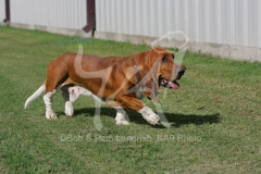 Basset Hound