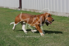 Basset Hound