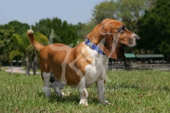Basset Hound