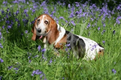 Basset Hound