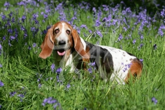 Basset Hound