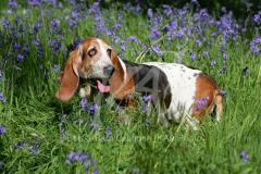 Basset Hound