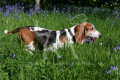 Basset Hound