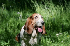 Basset Hound