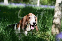 Basset Hound