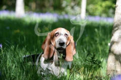 Basset Hound