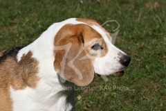Beagle